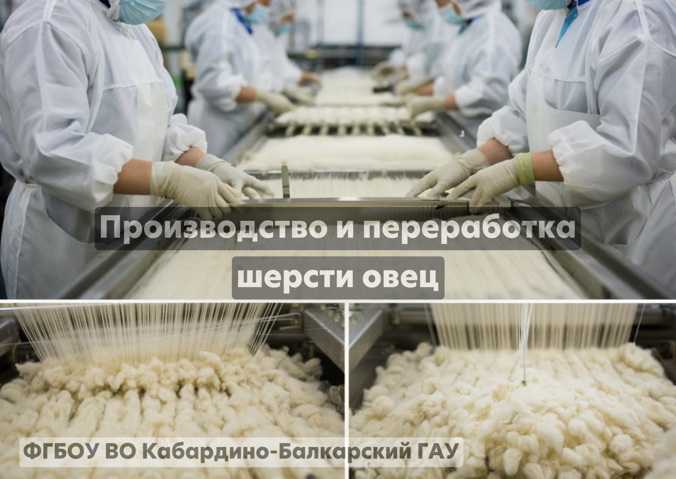Производство и переработка шерсти овец