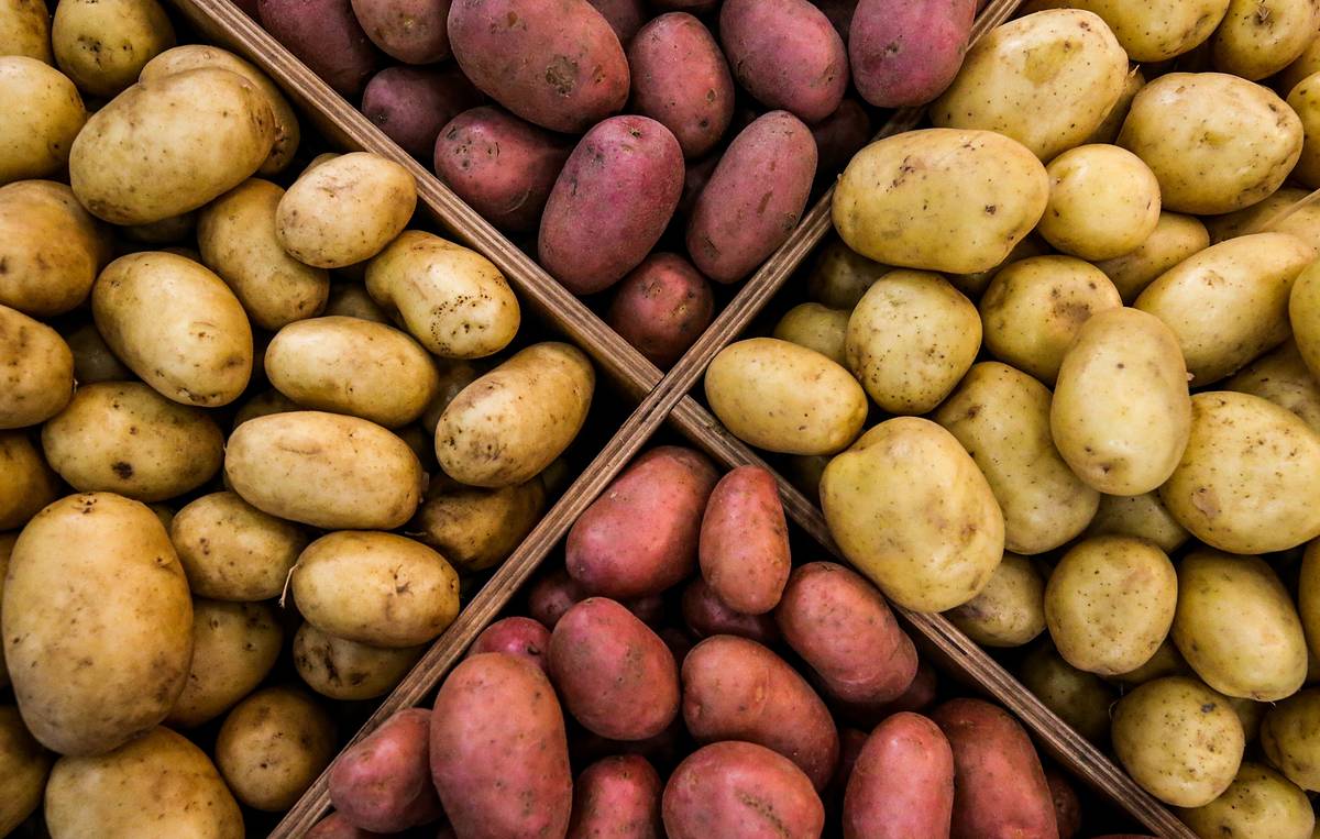 Анонс круглого стола «Семеноводство картофеля: проблемы и перспективы развития»