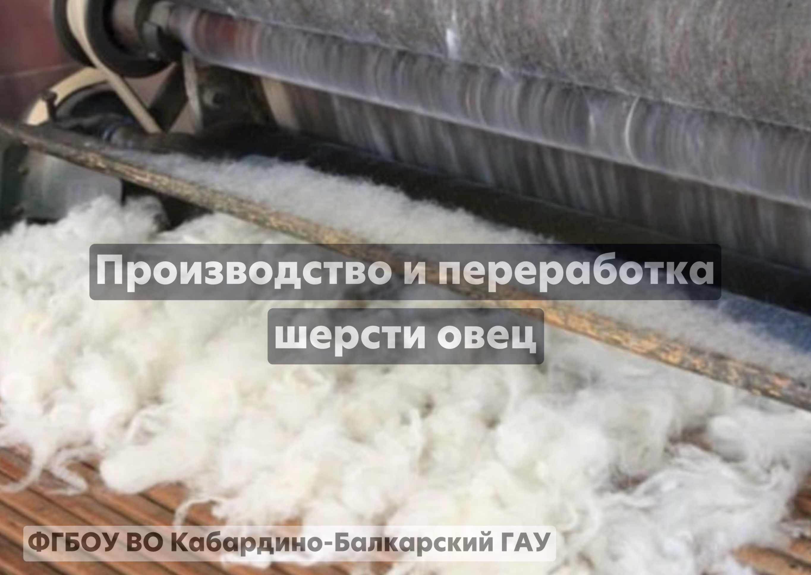 Производство и переработка шерсти овец