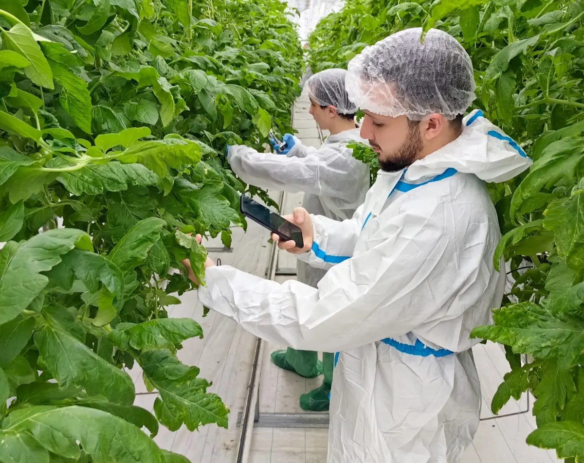 Агро-айти альянс: в «Эко-культуре» создают базу данных для «умной» защиты томатов Агро-айти альянс: в «Эко-культуре» создают базу данных для «умной» защиты томатов