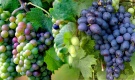 Международная научно-практическая конференция по проблемам виноградарства и виноделия