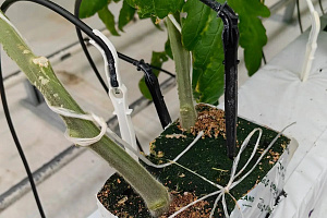 Агро-айти альянс: в «Эко-культуре» создают базу данных для «умной» защиты томатов