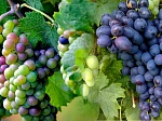 Международная научно-практическая конференция по проблемам виноградарства и виноделия