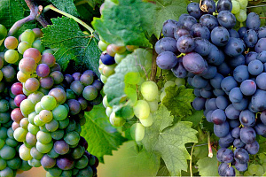 Международная научно-практическая конференция по проблемам виноградарства и виноделия