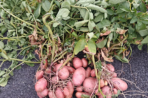 Представители агрономического факультета приняли участие в «Дне поля»