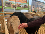 Перспективы развития отрасли овцеводства обсудили на XXIII Российской выставке племенных овец и коз
