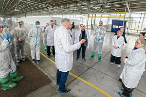 Агро-айти альянс: в «Эко-культуре» создают базу данных для «умной» защиты томатов