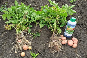 Представители агрономического факультета ознакомились с инновациями в сельском хозяйстве