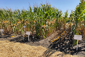 В Урванском районе прошла VII ежегодная АгроАкадемия