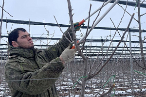 Изучили инновационные технологии ухода за плодовыми насаждениями