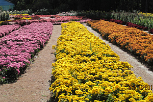 Международная научно-практическая конференция по проблемам виноградарства и виноделия