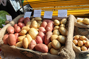 Открытие Межрегионального молодежного форума инновационных проектов «Энергия роста», реализуемого при грантовой поддержке Федерального агенства по делам молодежи (Росмолодежь), и сельскохозяйственной выставки «Золотая осень Кабардино-Балкарского ГАУ»